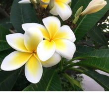 Ladda upp bild till gallerivisning, Två Sidor Silikonformar Blomma 2 Sides Flower Fondant Silicone Mold