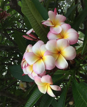 Ladda upp bild till gallerivisning, Två Sidor Silikonformar Blomma 2 Sides Flower Fondant Silicone Mold